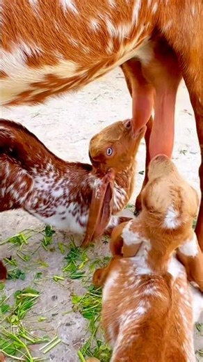 Feeding Goat Babies #vlog #trending