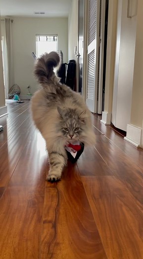 Cat Model Walks the Runway in Gucci Fashion Show