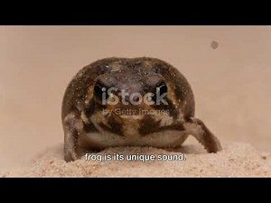 5 Fascinating Facts about the Desert Rain Frog #amphibian #animals