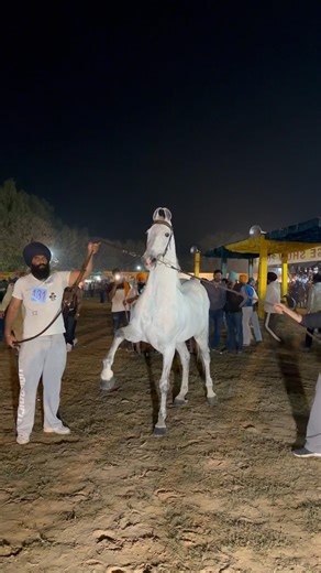 Gurbaaz Ghoda 5th Postion Te Agya 🐎🏆 #shorts #horse #ghoda #horseriding #horseshow #punjab