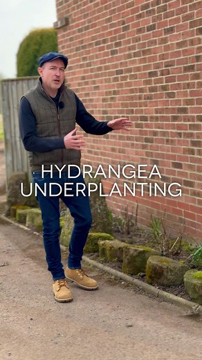 Enhance Your Hydrangeas with Smart Underplanting
