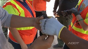 Capturing a chuckwalla is no easy task. We recently followed biologists searching cracks and other hiding places to locate and move these large lizards from a segment where South Mountain Freeway construction is scheduled to begin in mid-2018. More here: http://bit.ly/2yIFtG3 | Arizona Department of Transportation
