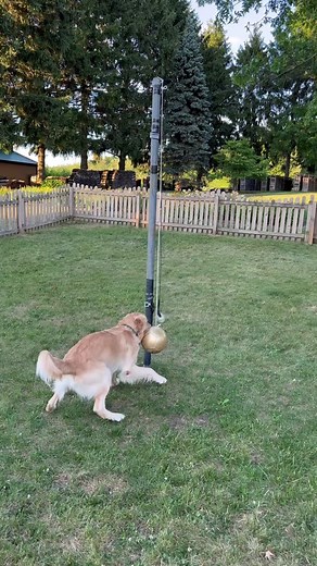 Kevin's Tetherball Fun for Dogs