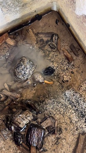 Hank the Snapping Turtle Enjoys Mealworm Snack