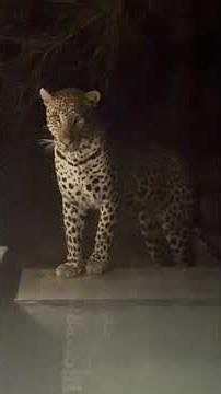 Wild Leopard Walks Onto Our Villa Patio | Incredible Up-Close Safari Sighting in South Africa