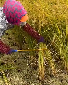 158K views · 475 reactions | Awesome machines and tools in action! | Simple Life | Facebook