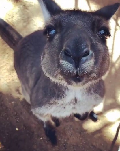 26K views · 1.3K reactions | Ready for your close up? Discover native wildlife in the heart of Sydney city at Wild Life Sydney Zoo in Darling Harbour, Sydney. Experience walk-through habitats and get up close with some of Australia's most iconic animals. #ilovesydney  Instagram – @life.oflaura | Sydney.com | Facebook