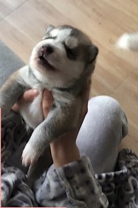 10M views · 297K reactions | This is the cutest sound ever! ❤藍 | The Animal World | Facebook