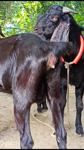 Village Goat Farming Business। advance goat farm। #reelsvideo #reel #reels #shorts #reels2023 #reelviral #reelfb। sep 30 ep1 | Advanced Goat Farm