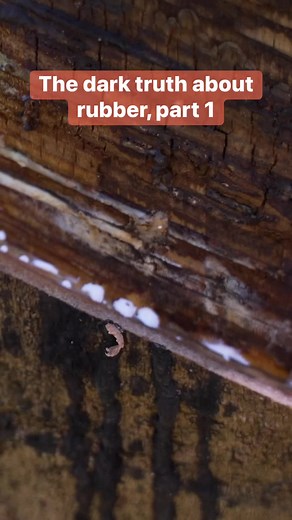 81K views · 1.1K reactions | More than a dozen indigenous groups in Northeastern Cambodia have been losing land to a big Vietnamese rubber company. Sal Thang, a farmer, is just one of the thousands of people impacted by the explosion of rubber tree plantations in the country. #rubber #rubbertree #Cambodia #businessinsider | Business Insider | Facebook