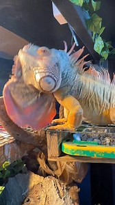 😳 NEW YEAR, NEW RECORD! BIGGEST CHEEK SHED EVER! HAPPY NEW YEAR #lizard #exoticpets #reptile #iguana #pet #pets #animals #petlovers #petstagram #petlovers #foryou #petsofinstagram #RocketThelguana #asmr #satisfying #cuteanimals #satisfyingvideo #dragons #reptilesofinstagram #petlizard | Rocket The Iggy