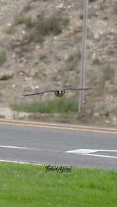 Juvenile Peregrine Falcon practicing hunting with leaflets, flying insects etc… . . . #falcon #peregrinefalcon #birdsofprey | Ta2020photography