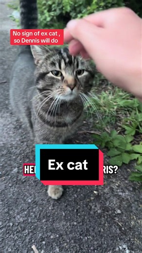 No Sign of Ex-Cat? Dennis Steps In! | Funny Cat Moments