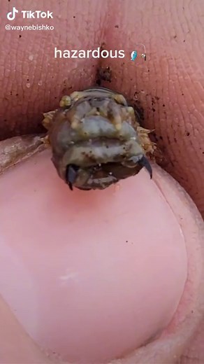 Amazing Sandworm Fangs: Handle with Care!