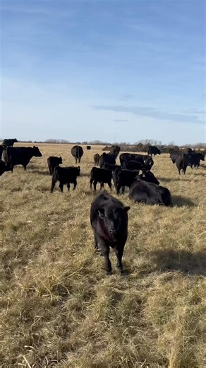Group of Fall calving cows that it a good testament to the group of open heifers selling at Beatrice 77 livestock 1/5. The heifers have a lot of similar pedigrees and will have same type of performance. | Weers Angus