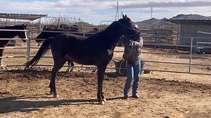 Halter training ~ we get so many older horses in that are not even halter trained. This is SOMER, his breeder nor his prior owner halter trained him. 🐴 We had to lasso him to get a halter on him when we picked him up in AZ as a stallion. 🐴 He learned a little bit then, but that was definitely not halter training. 🐴 He is gelded now and school has started. 🐴 Reyes does an amazing job halter training, ground work as well. 🐴 The video is a Collection of most of today’s session. 🐴 #lthsomer #l