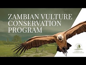Zambian Vulture Conservation Program | Mini Documentary | Caring for Conservation Fund