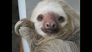 Adopt a sloth for Valentine's Day