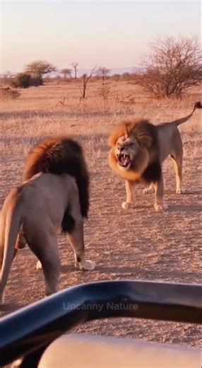 Simba vs. Scar: Behind the scenes at Disney! 😱