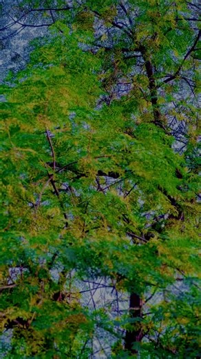 no violation tik tok team dont under review my video #attitudevideo #supportme #foryoupage #viralvideo @علی خان 🦅✌🏻🇵🇰