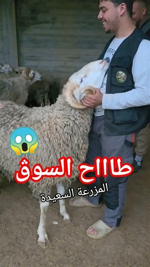 Earthquake in 2026 Eid sheep prices 😱