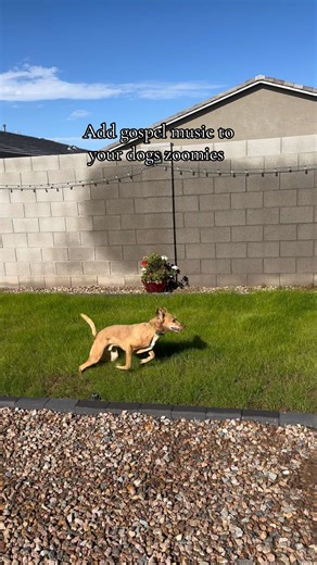 Gospel Music for Dogs with Zoomies: A Fun Compilation