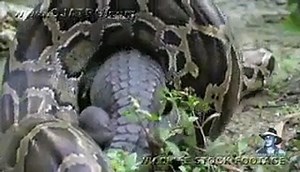 Python vs Alligator