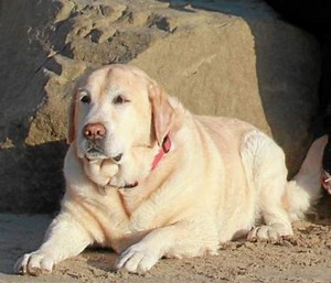 Arrest Made in Death of 10-Year-Old Yellow Lab