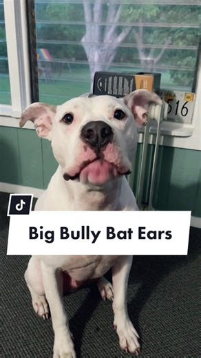 Big Bully Bat Ears Funny Video