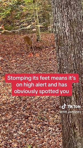 #VozDosCriadores #screammovie #deer #deerhunting #hunting | deer standing on 2 legs meaning