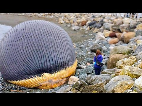 This Is Why Touching a Dead Whale Is So Dangerous