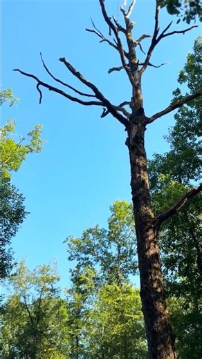 Relaxing Forest Sounds 🌿 | Peaceful Woodland Walk | Nature Ambience #wildlife #forestwhispers