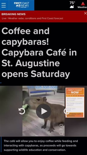 One Year of Capybara Magic Today marks one year since we opened our Saint Augustine café, and we are feeling so grateful, Every visit, every smile, every review and every moment with our capybaras has helped us grow, Noah’s Ark Sanctuary Florida began with a mission to care for animals in need. That mission inspired the Capybara Café, a place where guests can meet our animal ambassadors and learn why caring for them matters, This summer we opened our second location in Saint Petersburg. Once aga