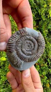 Here’s a stunning example of a Dactylioceras sp. Ammonite fossil that was found by a friend