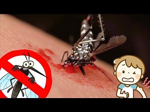 Mosquito Sound Effect - ASMR 2 Hours