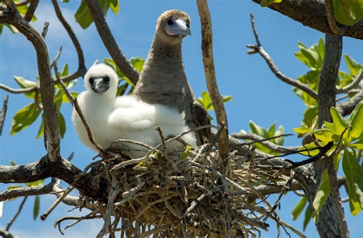 Ecologists, cultural practitioners oppose U.S. military landing test rockets at Johnston Atoll | Big Island Now