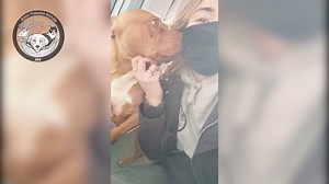 Nina a été saisie par Action Protection Animale. Elle vivait recluse sur un petit balcon. Elle y vivait jour et nuit, sans sortir, sans attention, dans ses excréments qui se sont accumulés au fil des mois si bien que la pauvre chienne n’avait d’autre choix que de se coucher dedans. Silencieuse, discrète, et invisible, Nina n’avait jamais attiré l’attention de personne et elle ne doit son salut qu’à l’interpellation pour des faits annexes de son tortionnaire. C’est au domicile que l’équipage de p