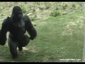 Gorilla Walks/Runs Upright Like a Man (long)
