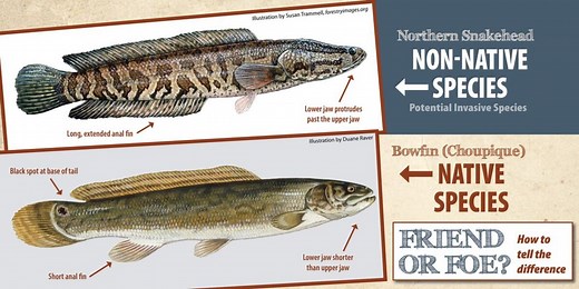 Invasive ‘Northern Snakehead’ fish found in Louisiana