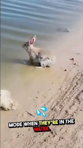 Did You Know? Some Rabbits Can Swim! 🐰🌊
