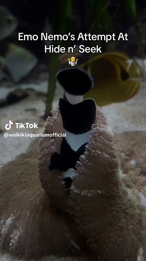 He always makes us proud! Emo Nemo first plushies are officiallly SOLD OUT! But his new plush design is coming soon 👀#emonemo #waikikiaquarium