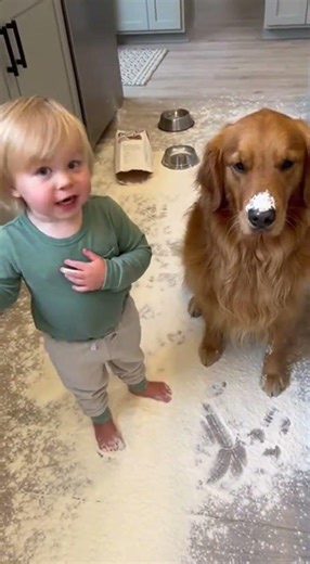 Toddler Denies, Dog Guilty? Flour Disaster Caught on Camera!