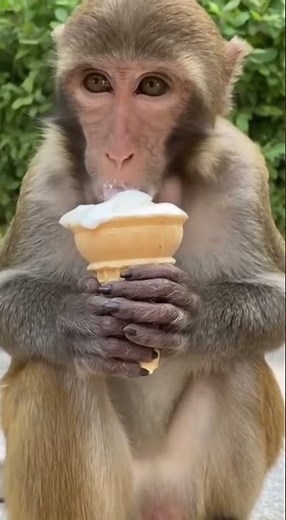 Monkey eating ice cream – a cute moment in nature #monkey #icecream #cute #animals #funny #viral