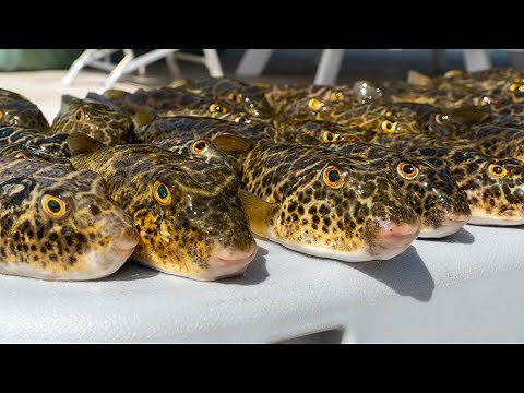 TOXIC Pufferfish...Catch Clean Cook- INCREDIBLE Recipe! (Toadie)