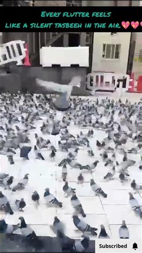 Wings That Whisper Peace#umrah #ramadan2026 #ramadan #trending#trendingshorts #travel