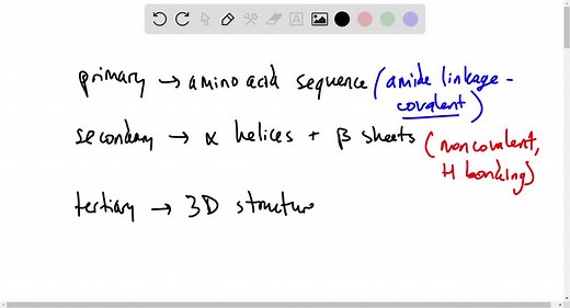 The structural level of a protein least affected by a disruption in hydrogen bonding is the a. primary level. b. secondary level. c. tertiary level. d. quaternary level. | Numerade