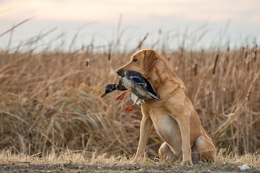 Top 10 Waterfowl Dog Breeds - Cuteness