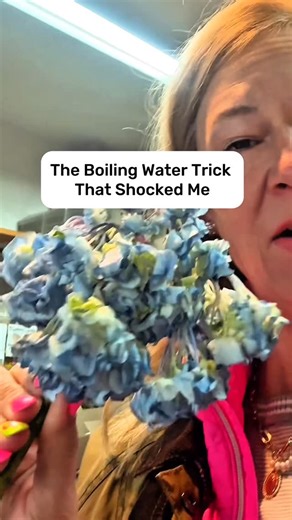 Kristi Berry | Bloomologist on Instagram: "🌿 Use boiling water to revive a sad hydrangea When a hydrangea droops, most people toss it… but pros know better. Submerge it. Give it a clean cut. Shave back the woody stem. Crisscross it open. 60 seconds in boiling water. Then straight into tepid water + flower food. Within 24–48 hours? Magic. ✨ This is one of those tiny florist secrets that changes how you treat flowers forever — and it proves something I believe deeply: Beautiful design isn’t about