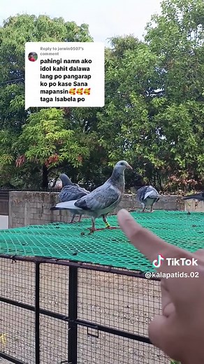 Pigeon Viewing: Two Spots & Kalapati Birds