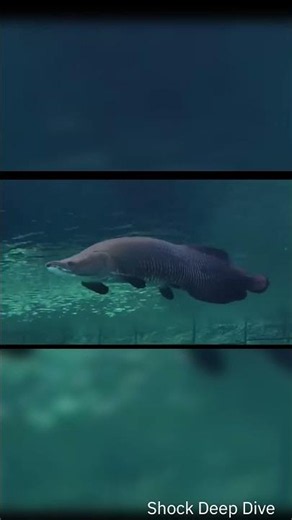 Amazon's Bulletproof Monster! 🛡️🐟 #Arapaima #MonsterFish #sciencefacts #shorts